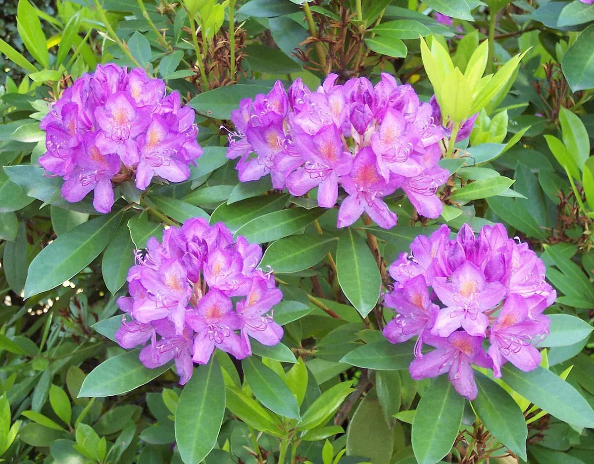 Rododendro — foto real
