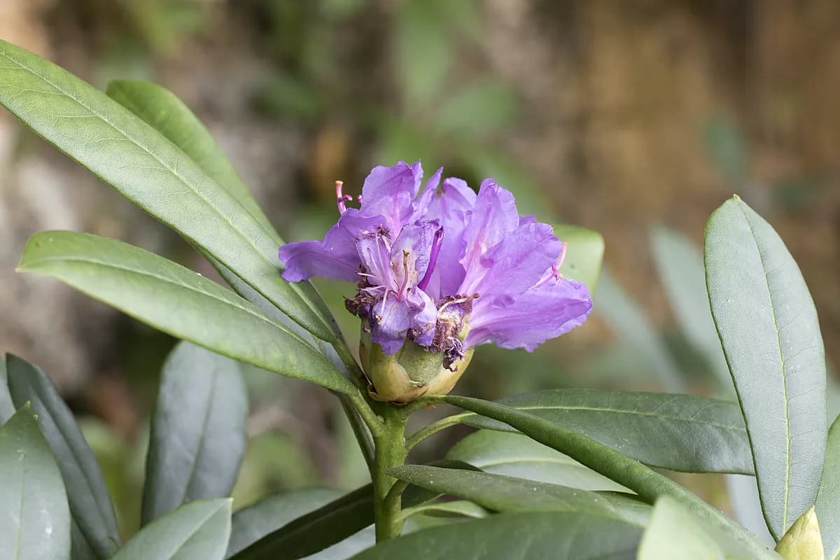 Rododendro — foto real
