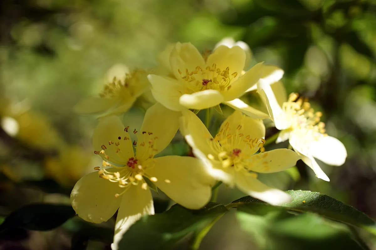 Rosa banksia — foto real
