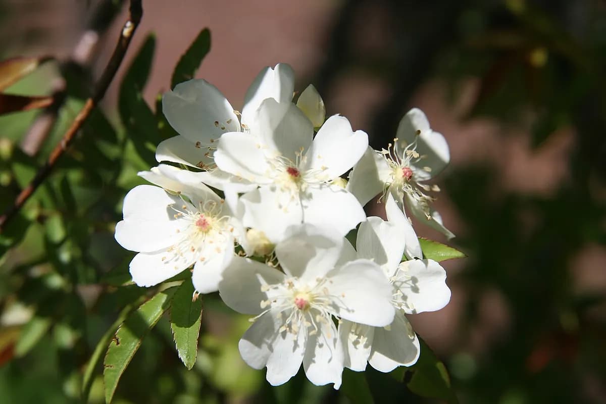 Rosa banksia — foto real