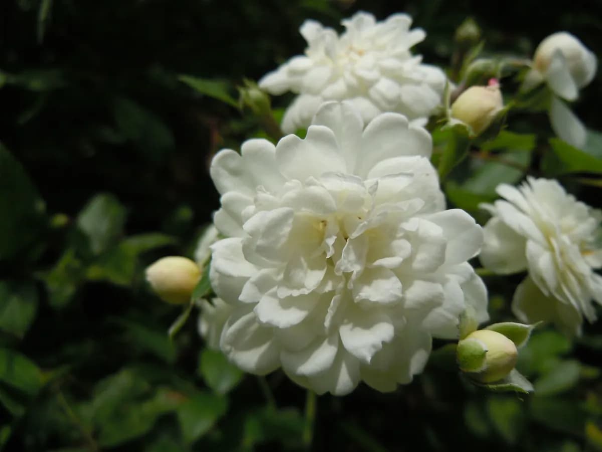 Rosa banksia — foto real