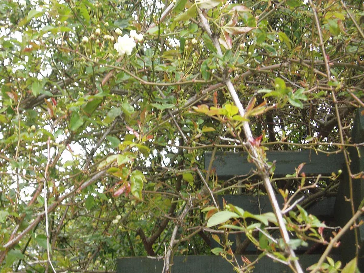 Rosa banksia — foto real