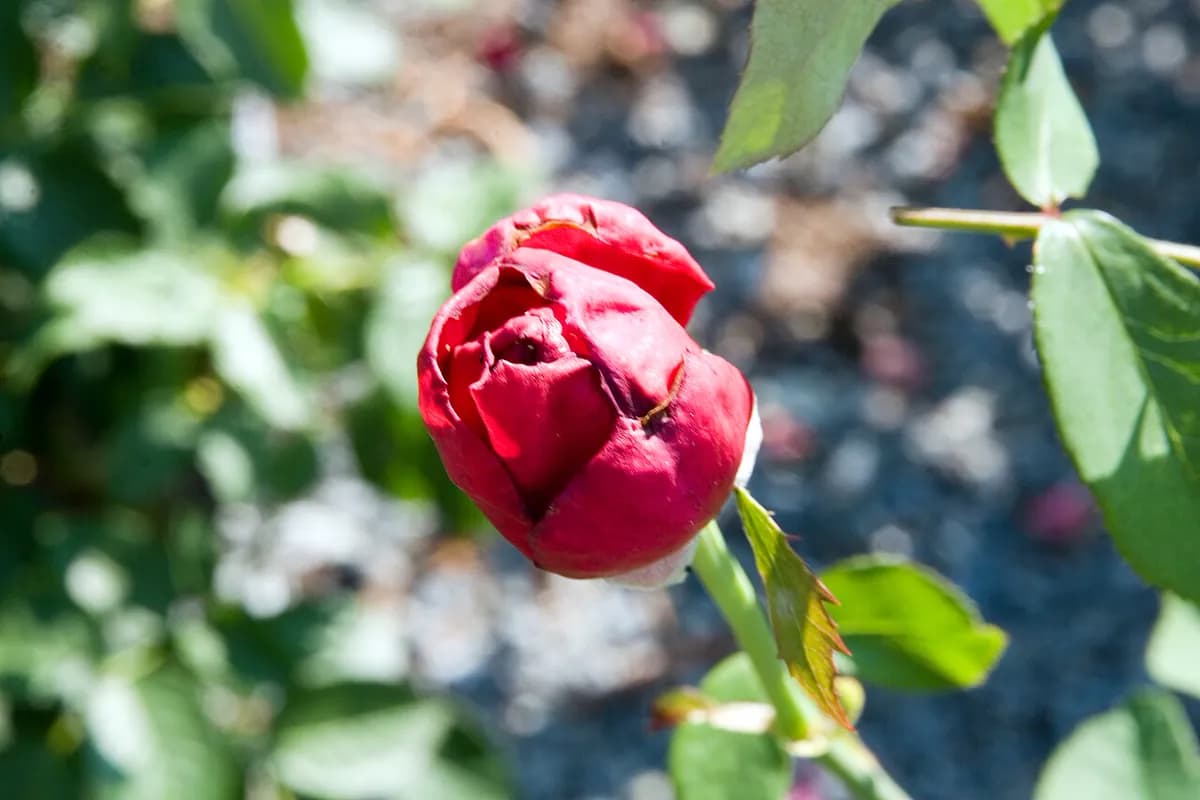 Rosal Mister Lincoln — foto real