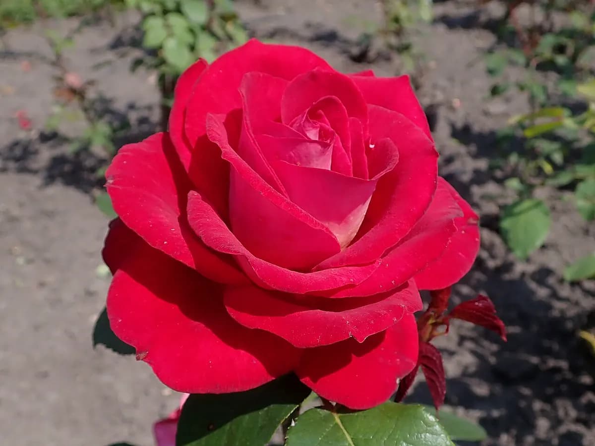 Rosal Mister Lincoln — foto real