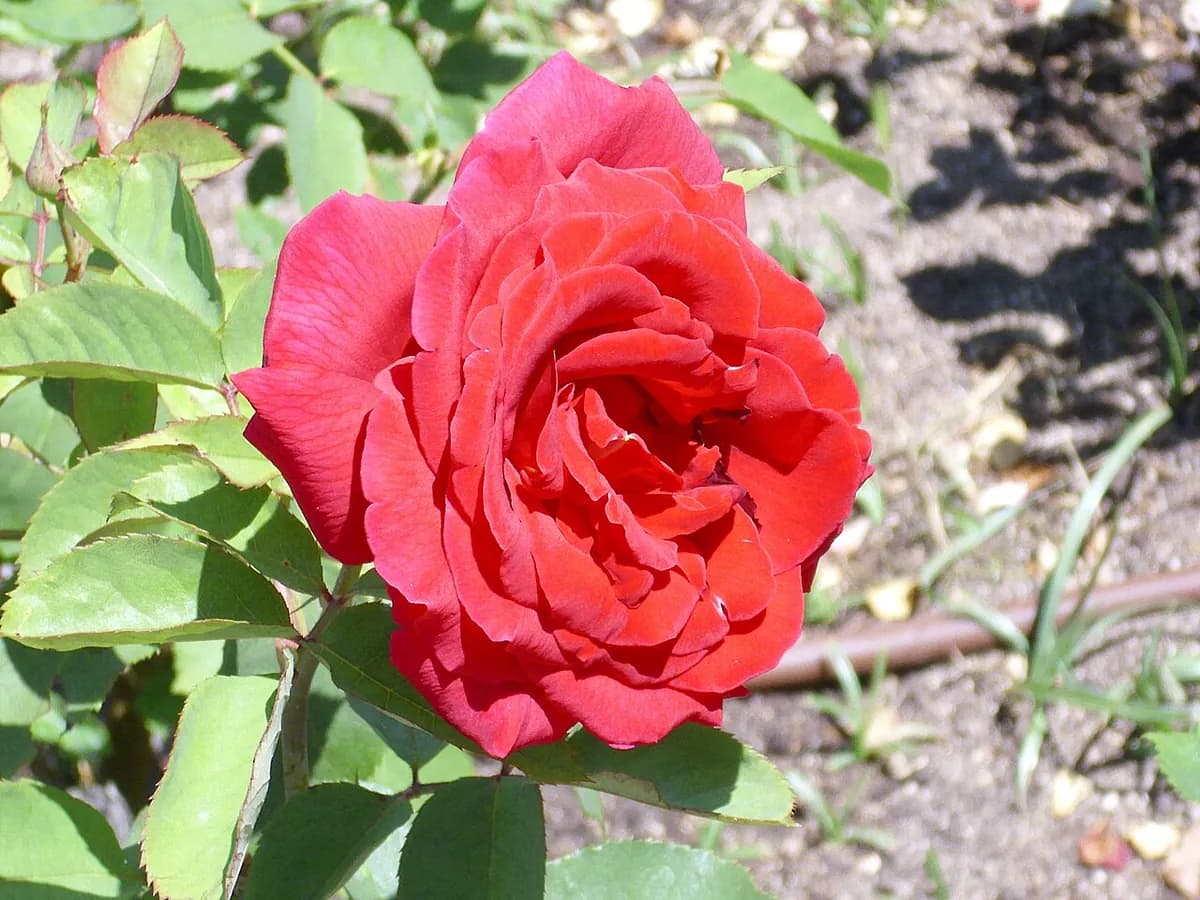 Rosal Mister Lincoln — foto real