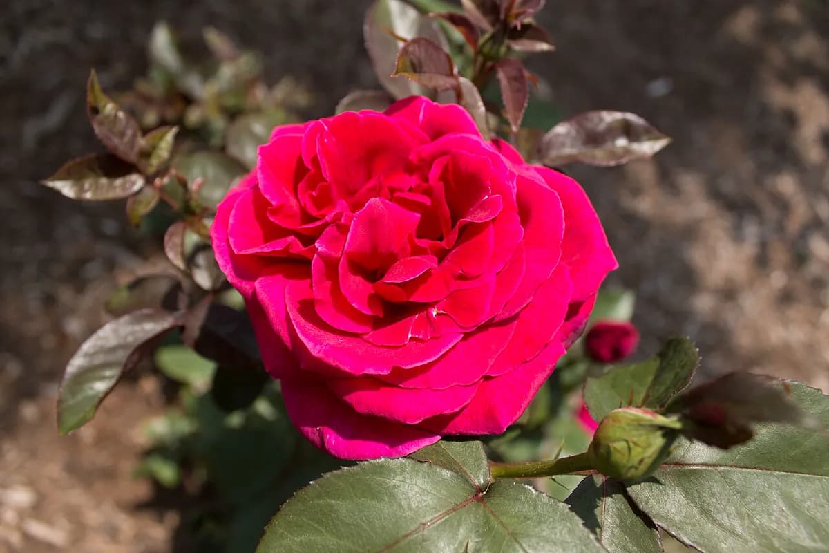 Rosal Mister Lincoln — foto real