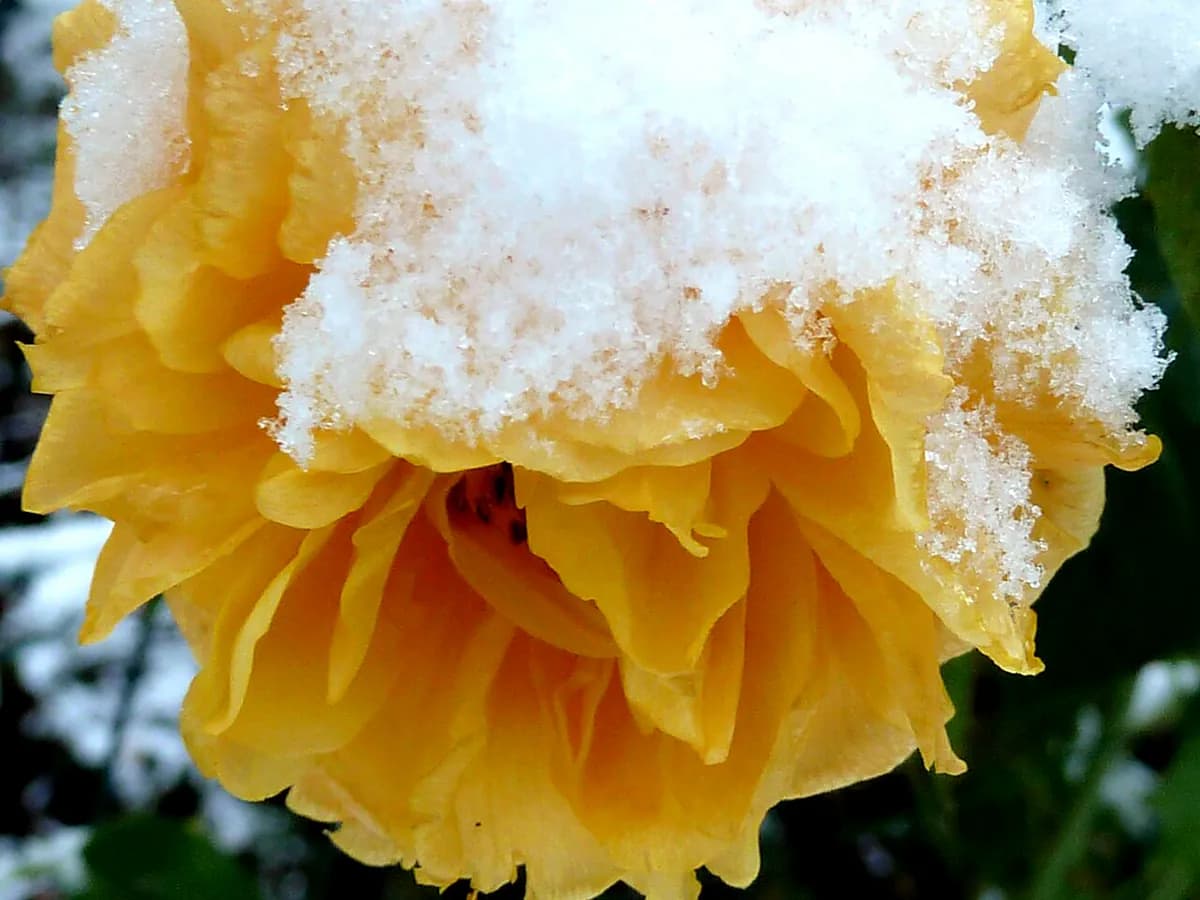 Rosal inglés Graham Thomas — foto real
