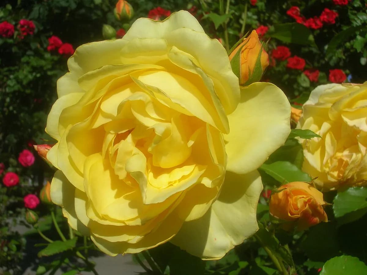 Rosal inglés Graham Thomas — foto real