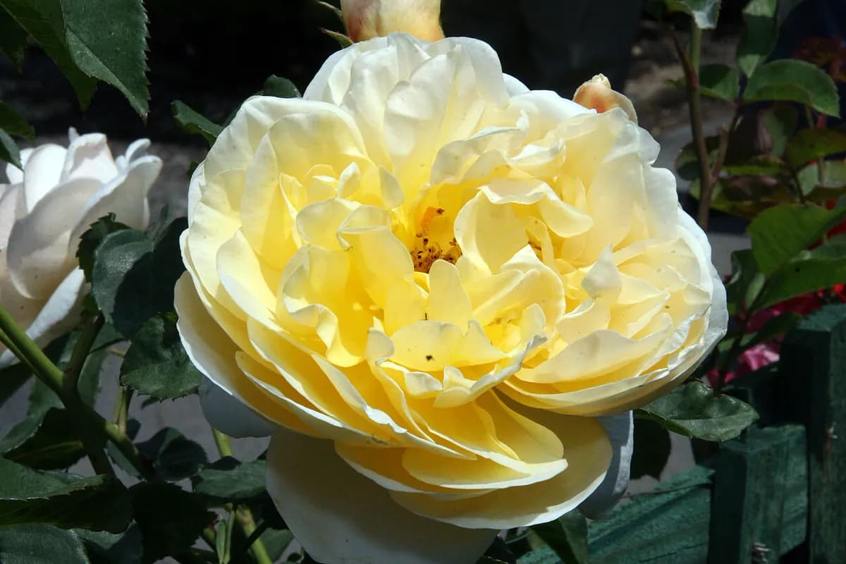 Rosal inglés Graham Thomas — foto real