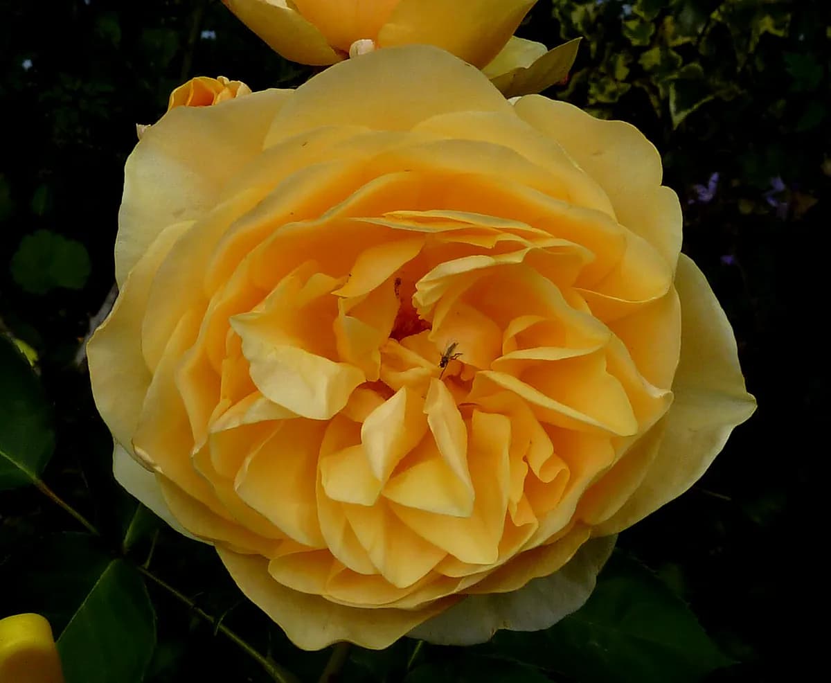 Rosal inglés Graham Thomas — foto real