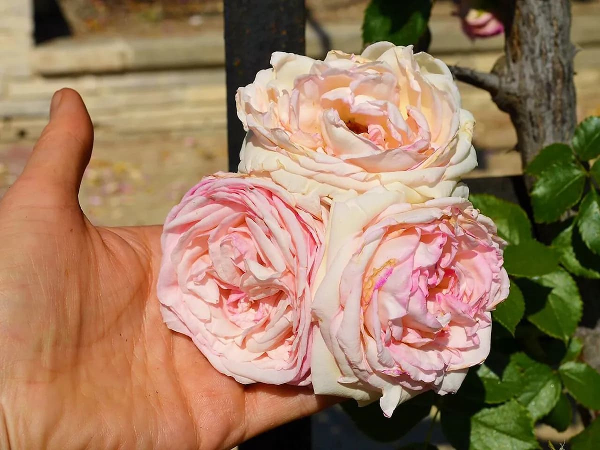 Rosal trepador Pierre de Ronsard — foto real
