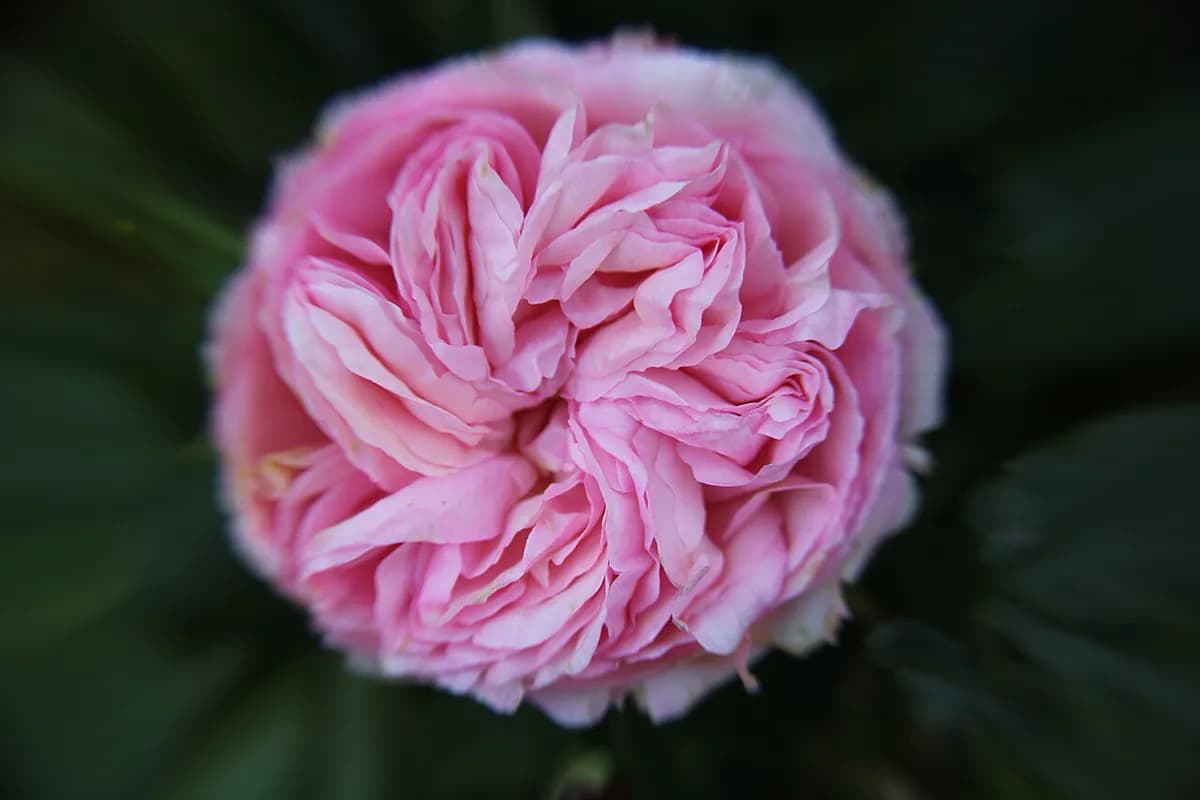 Rosal trepador Pierre de Ronsard — foto real