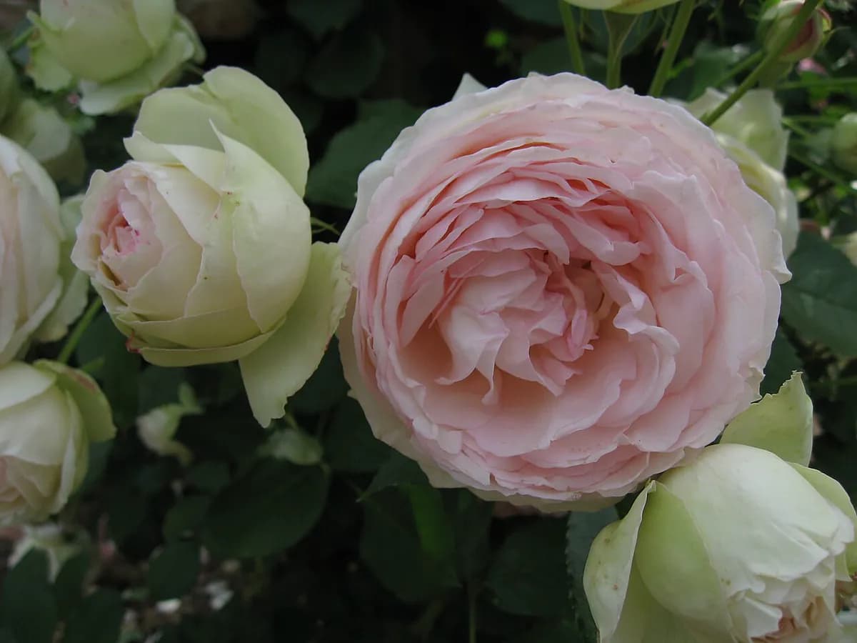 Rosal trepador Pierre de Ronsard — foto real