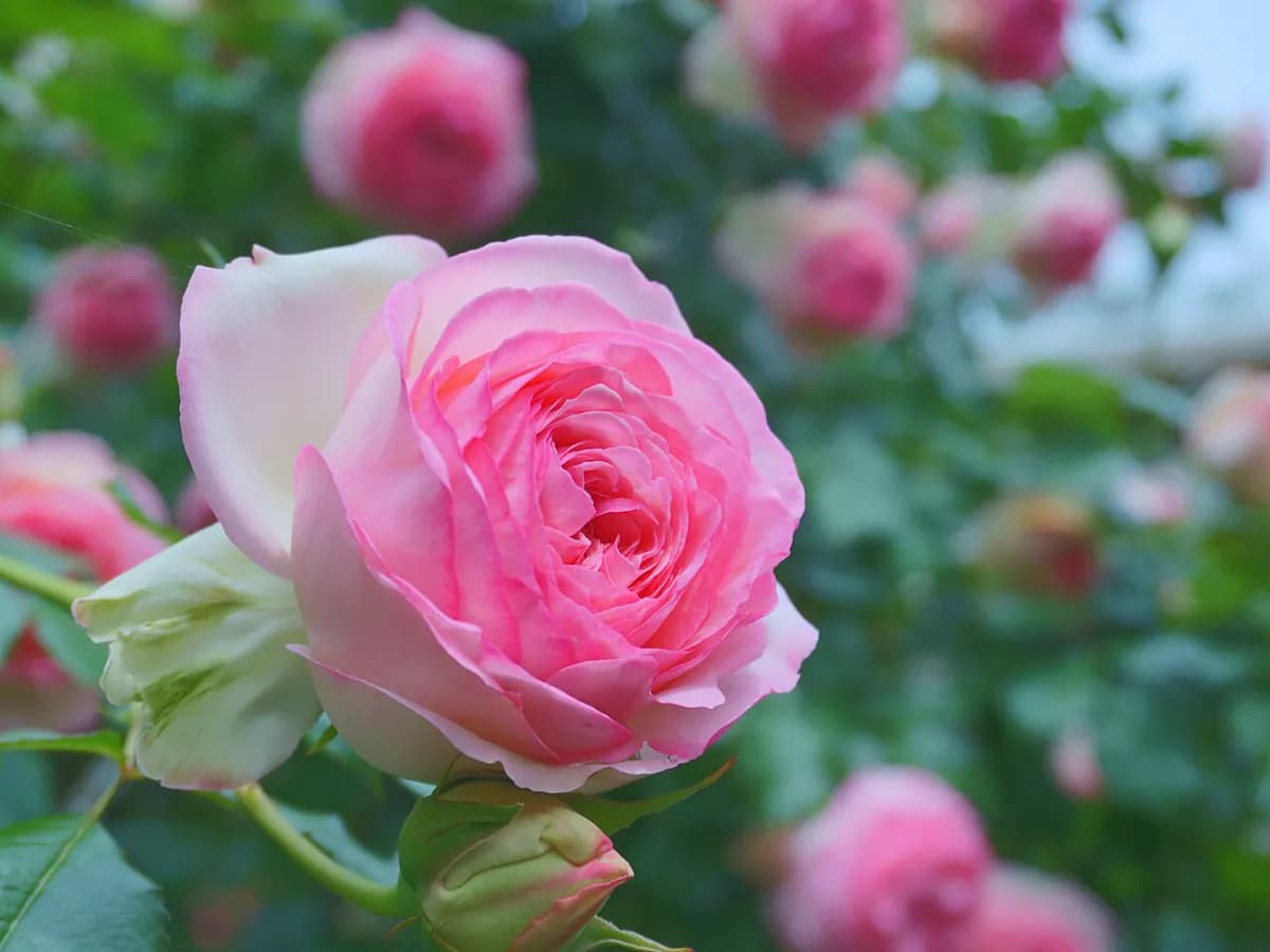 Rosal trepador Pierre de Ronsard — foto real