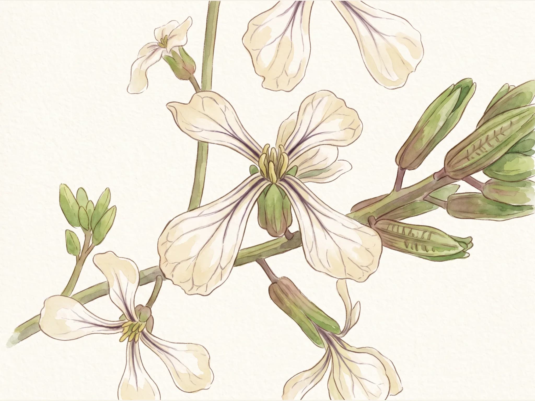 Rucula — flor (IA)