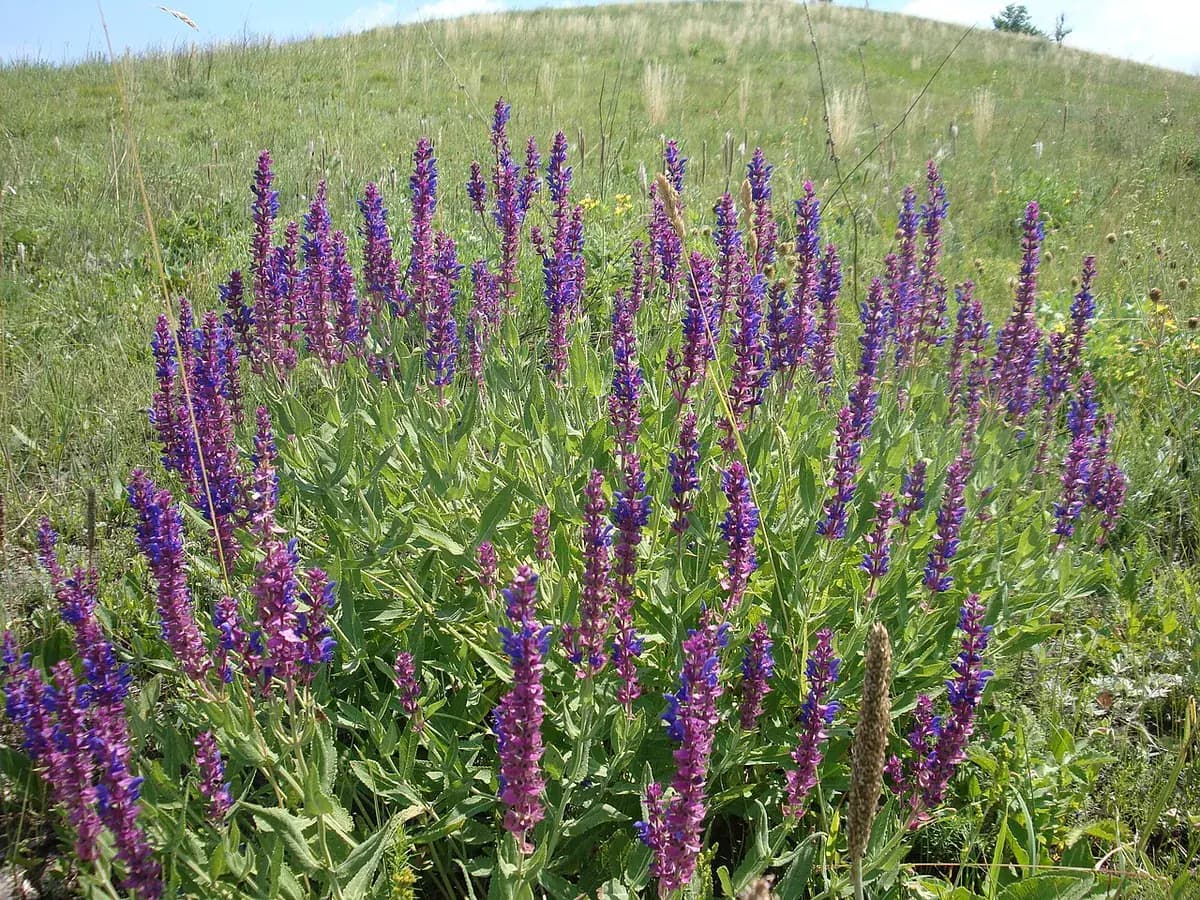 Salvia ornamental Caradonna — foto real