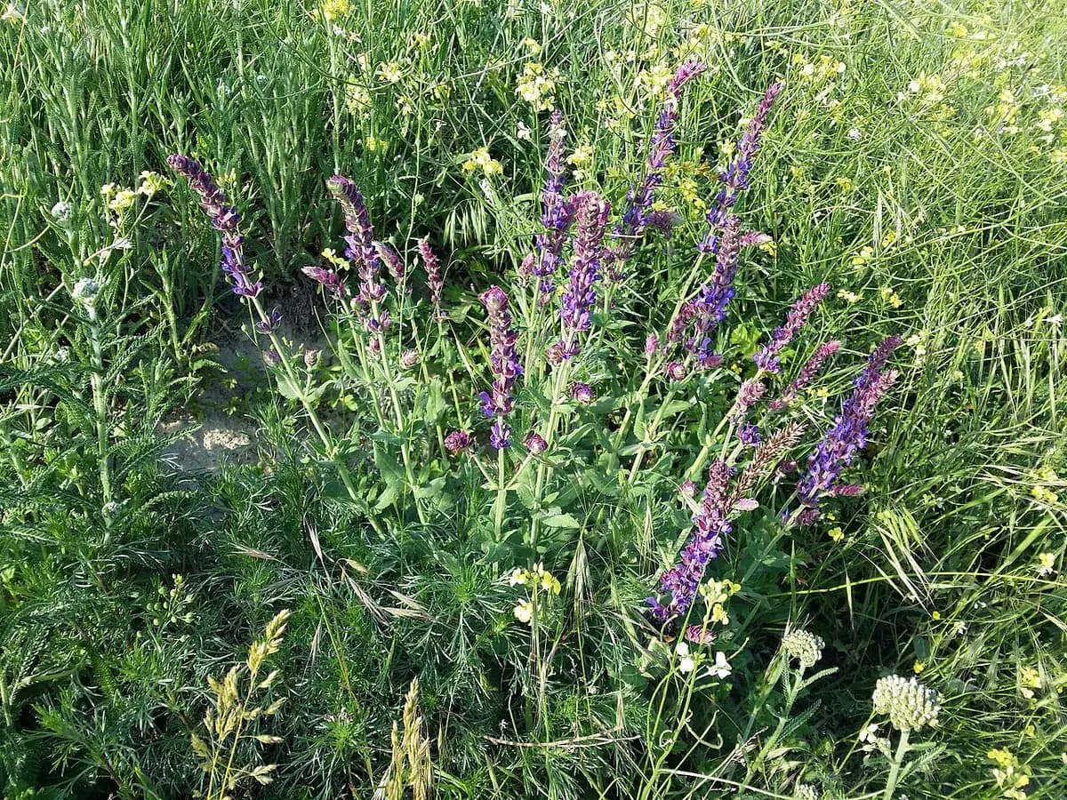 Salvia ornamental Caradonna — foto real