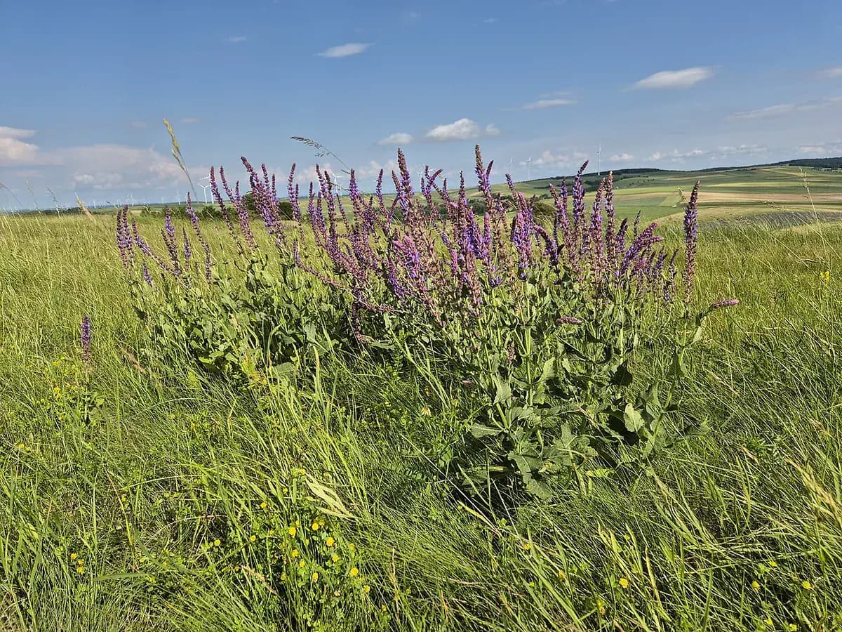 Salvia ornamental Caradonna — foto real