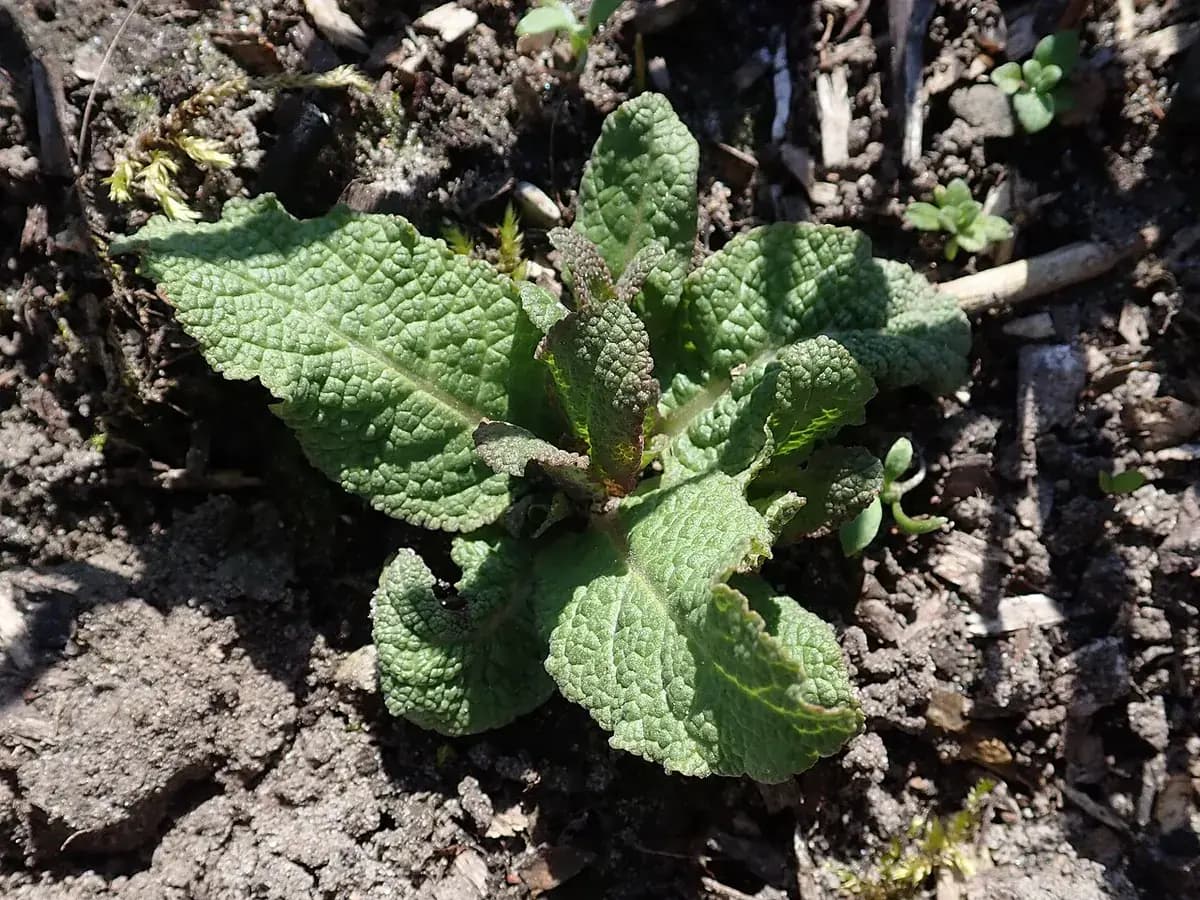 Salvia ornamental Caradonna — foto real