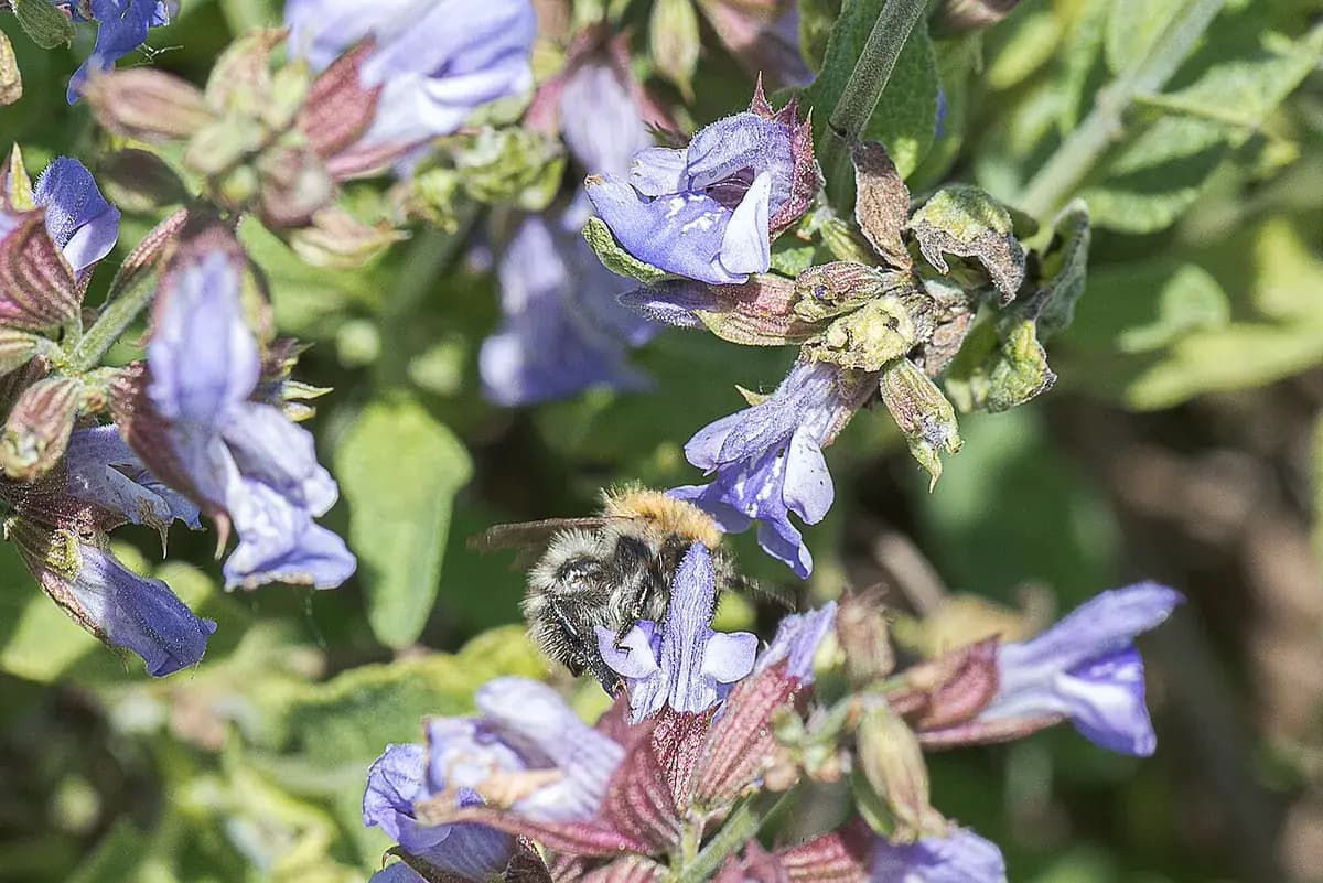 Salvia officinalis — foto real