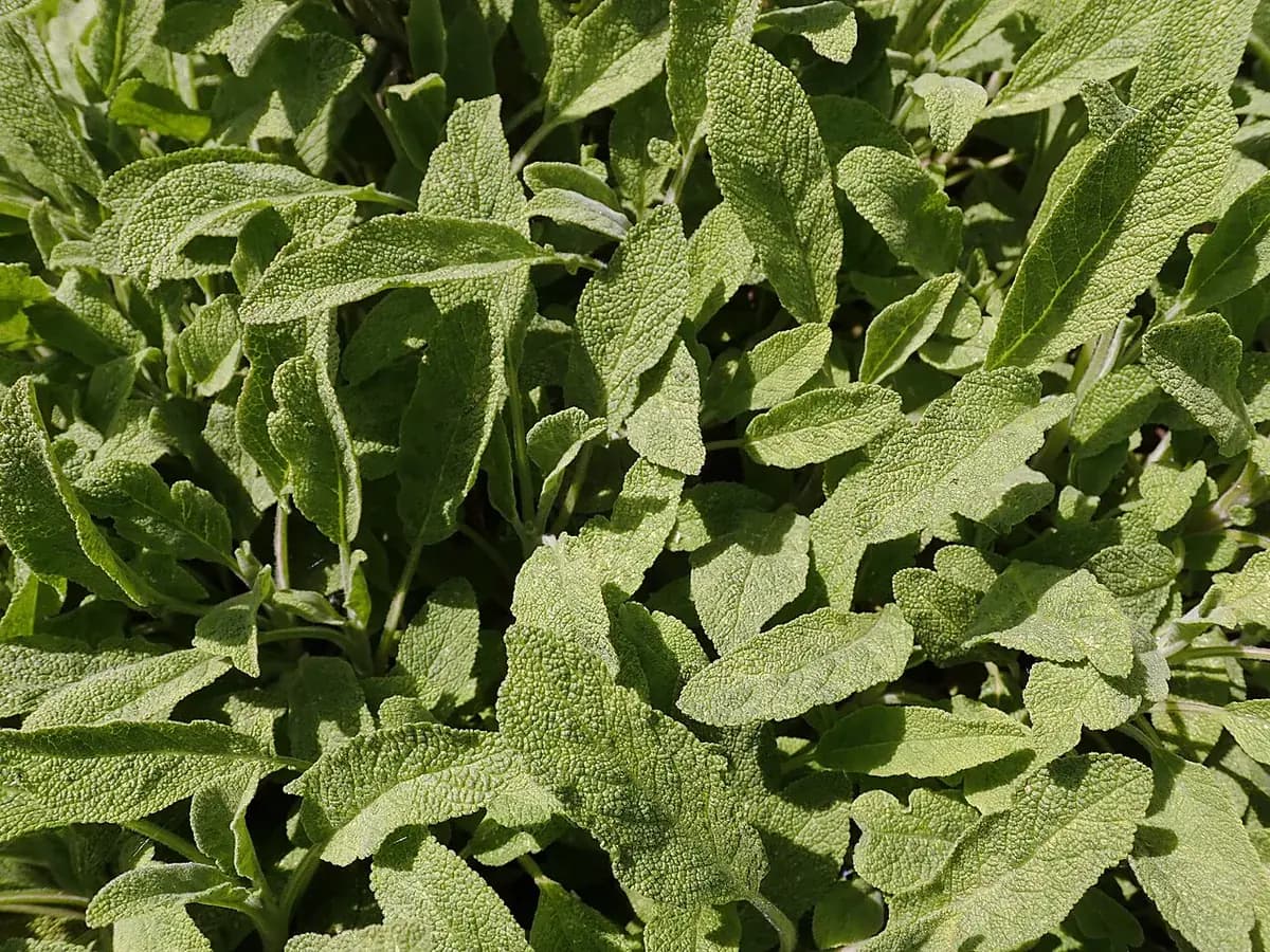 Salvia officinalis — foto real