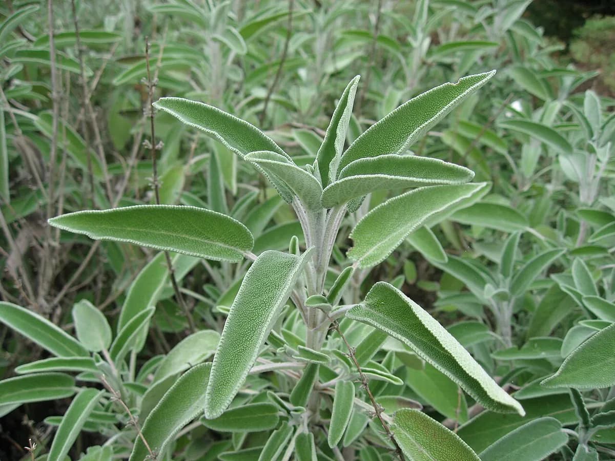 Salvia officinalis — foto real