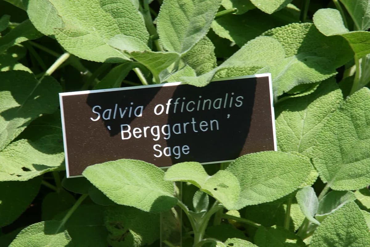 Salvia officinalis — foto real