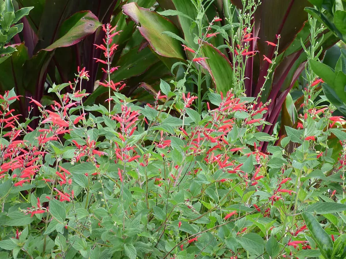 Salvia piña — foto real