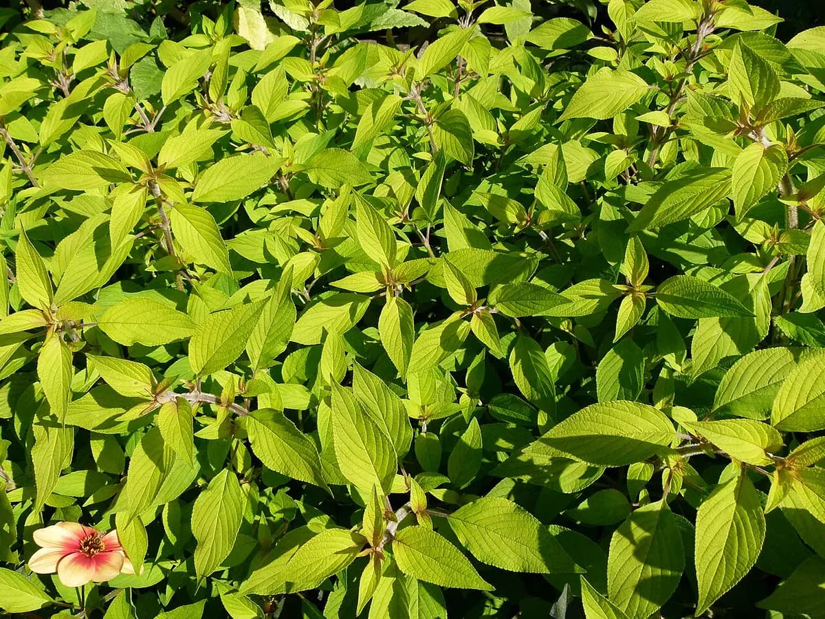 Salvia piña — foto real