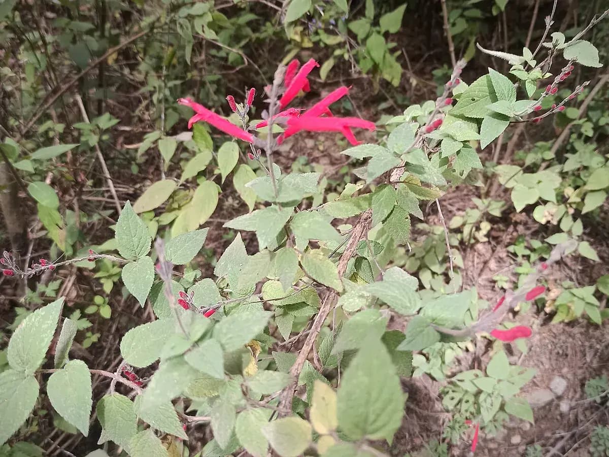 Salvia piña — foto real