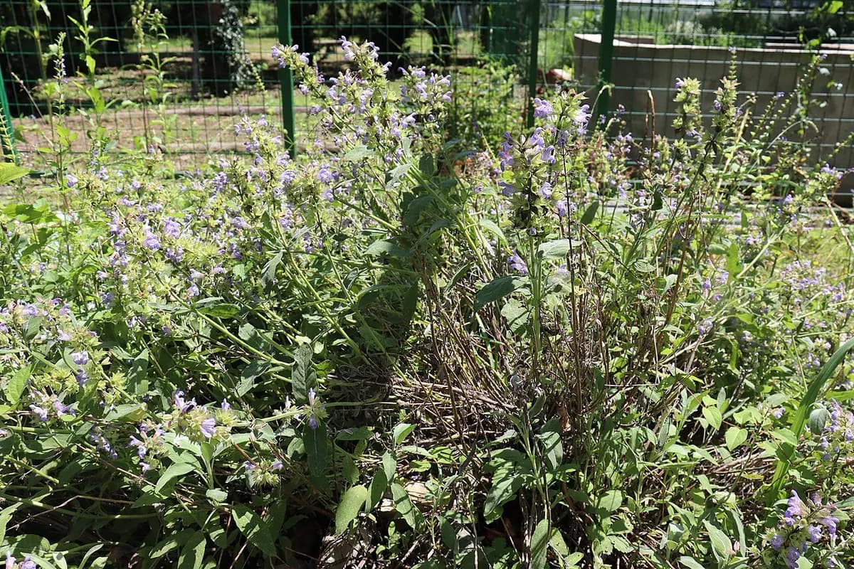 Salvia púrpura — foto real