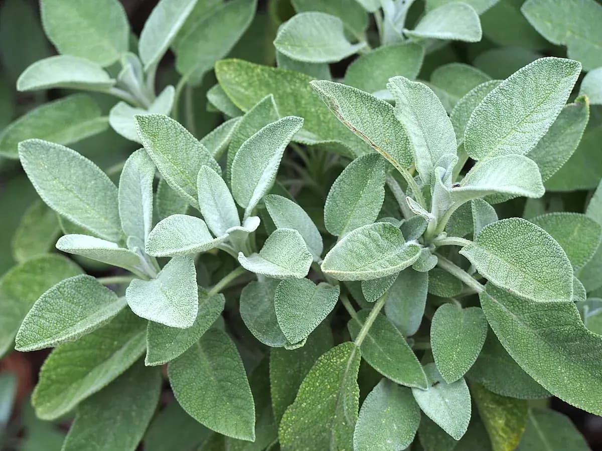 Salvia púrpura — foto real
