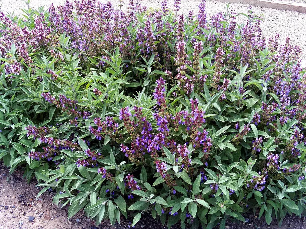 Salvia púrpura — foto real