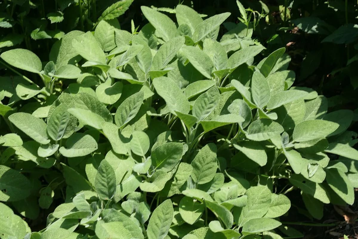 Salvia púrpura — foto real