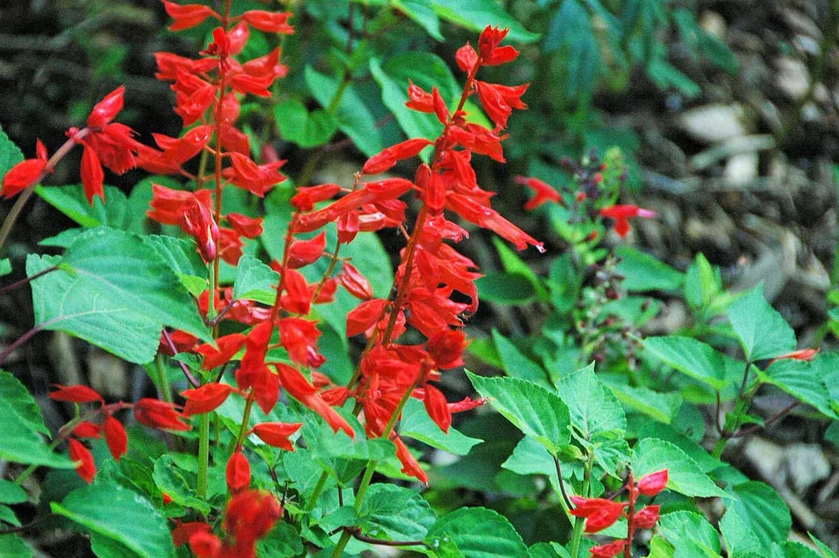 Salvia splendens (roja) — foto real