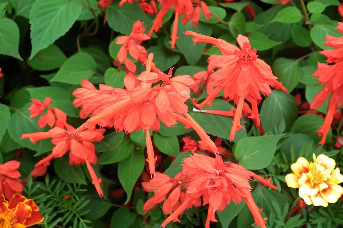 Salvia splendens (roja) — foto real