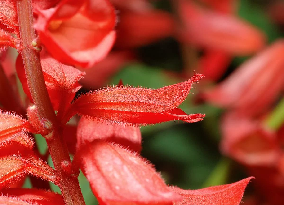 Salvia splendens (roja) — foto real