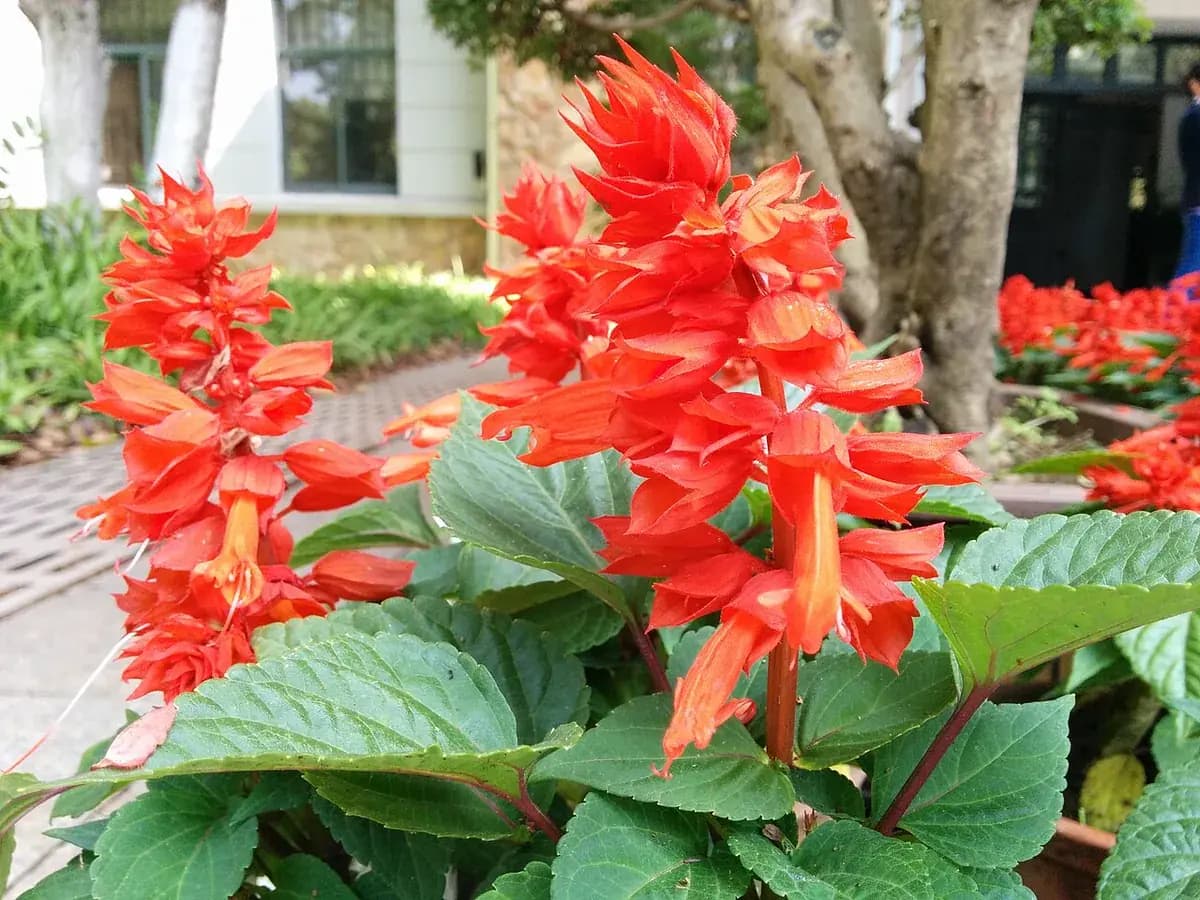 Salvia splendens (roja) — foto real