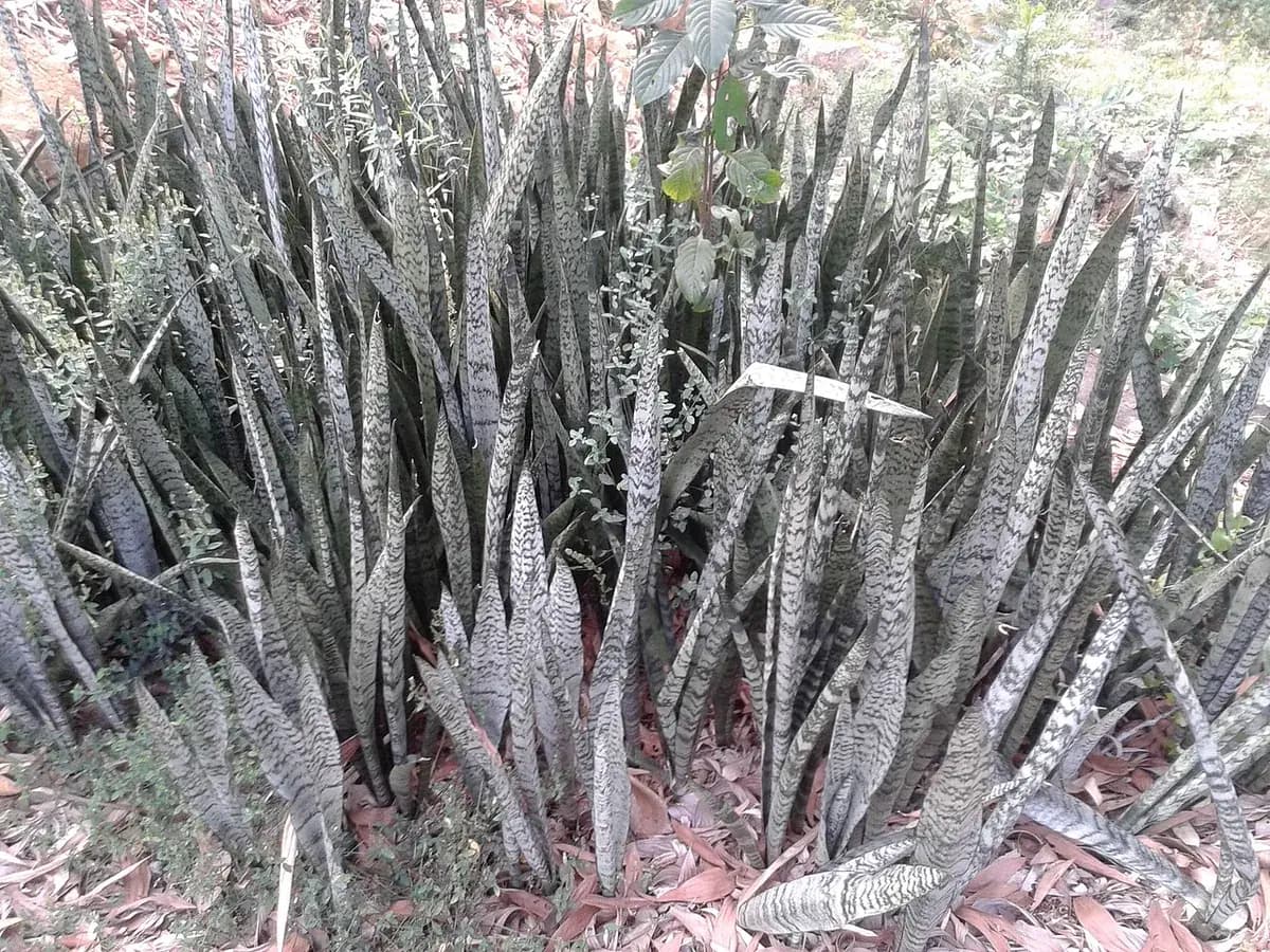 Sansevieria (lengua de tigre) — foto real