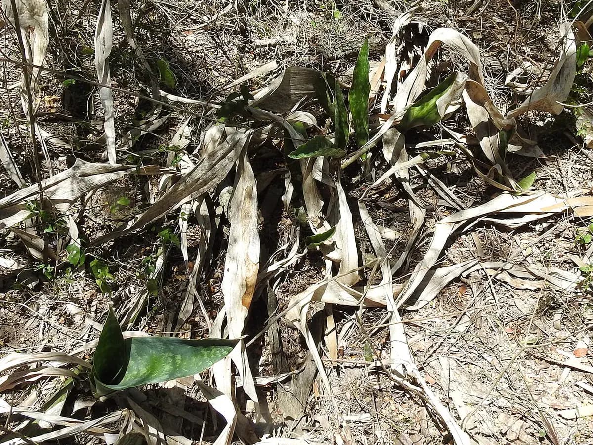 Sansevieria (lengua de tigre) — foto real