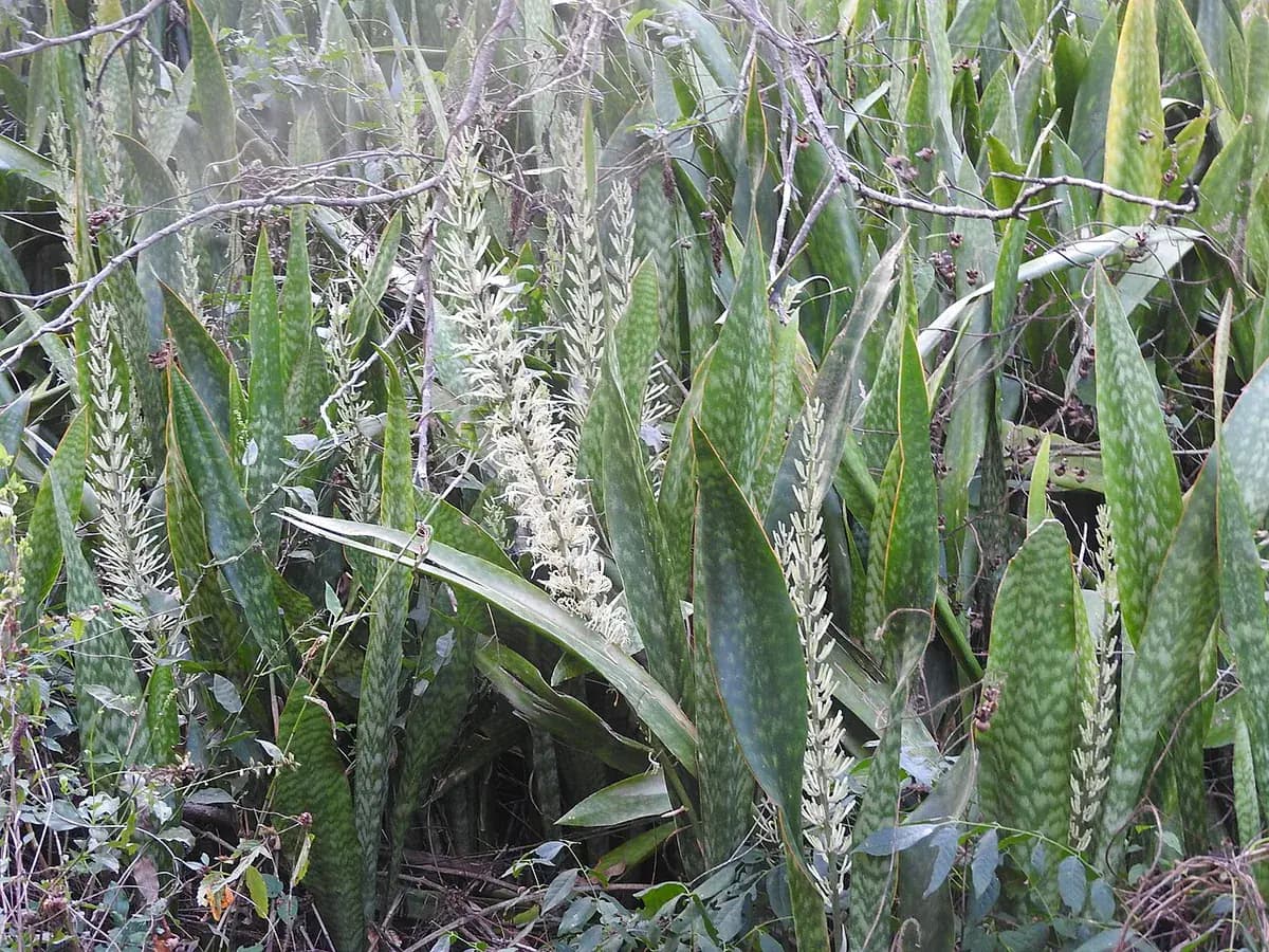 Sansevieria (lengua de tigre) — foto real