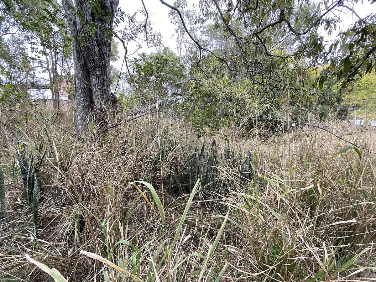 Sansevieria (lengua de tigre) — foto real