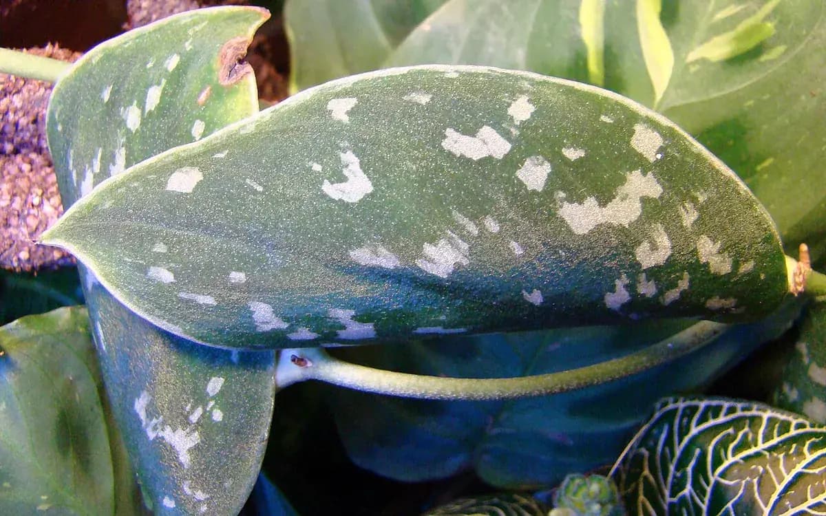 Scindapsus pictus (Satin Pothos) — foto real