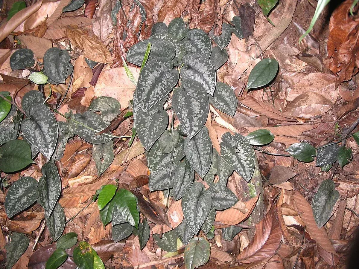 Scindapsus pictus (Satin Pothos) — foto real