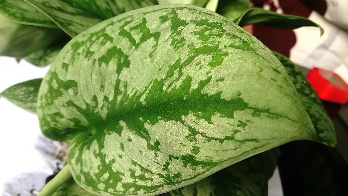 Scindapsus pictus (Satin Pothos) — foto real