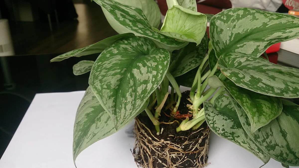 Scindapsus pictus (Satin Pothos) — foto real