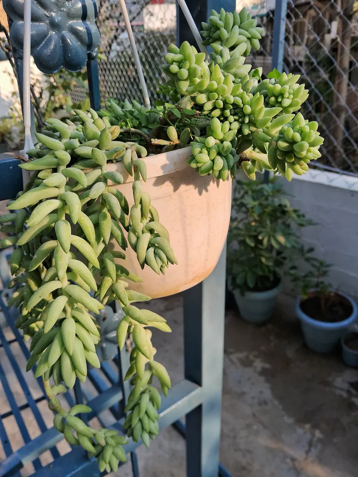 Cola de burro (Sedum) — foto real