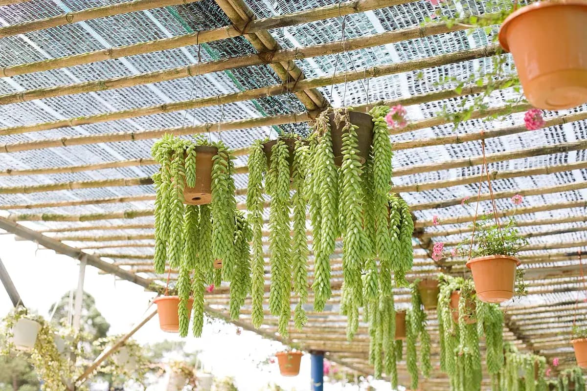Cola de burro (Sedum) — foto real