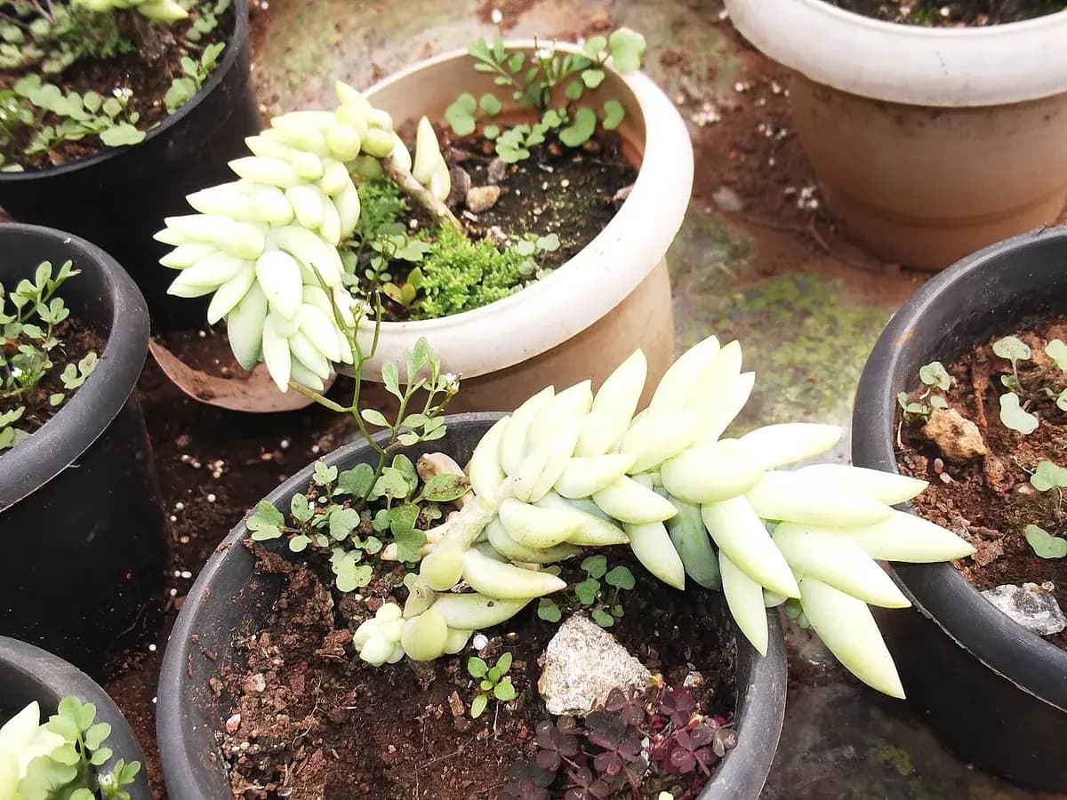 Cola de burro (Sedum) — foto real