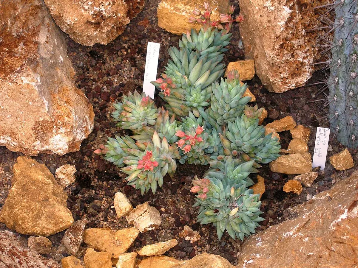 Cola de burro (Sedum) — foto real